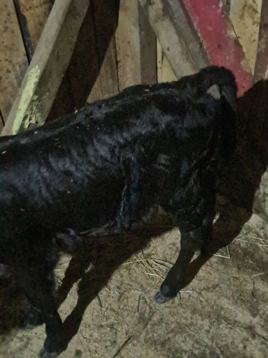 Vitica angus 2 saptamhni suge la biberon și un tauras belgian