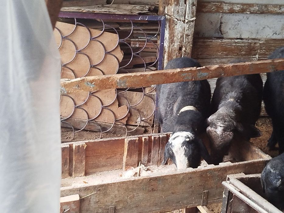 Кучкор 2 та сотиладиган