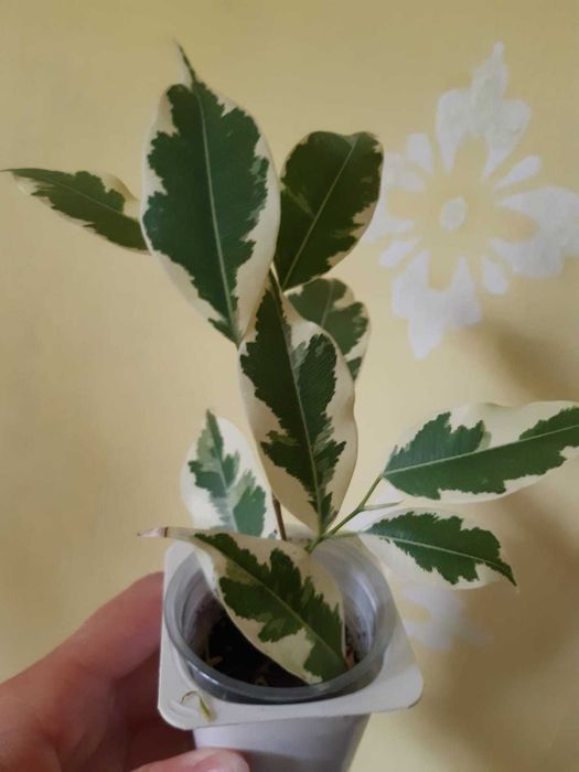 Гибискус бенджамин бегония