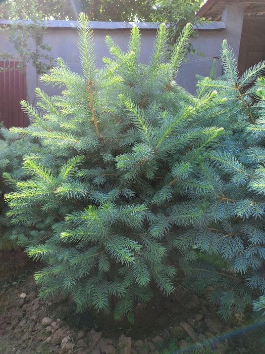 Archa голубое если