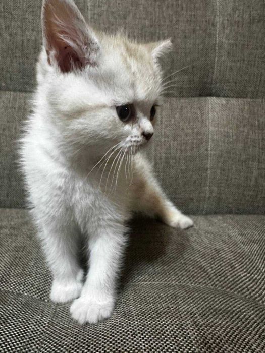 Котята 2 штуки отдам в хорошие руки