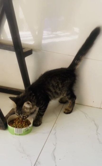 Котик  в подарок