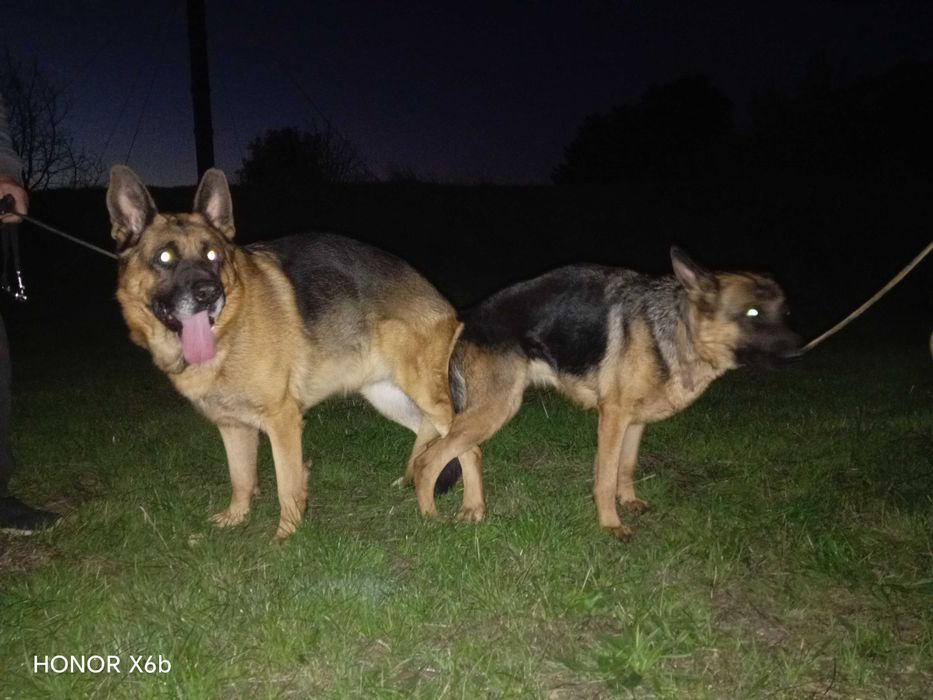 Немски овчарки на 3 месеца