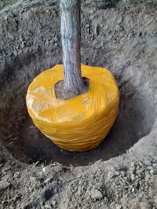 Пересадка посадка профессиональная