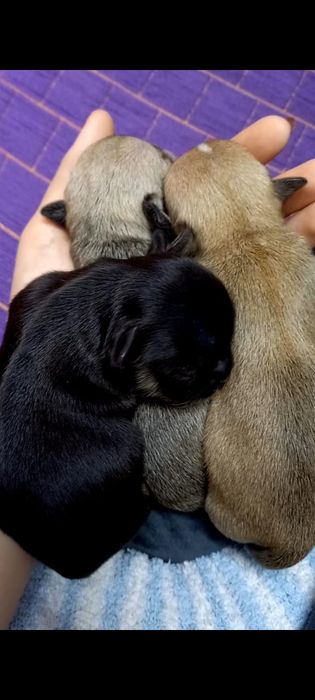 Супер мини кобель для вязки