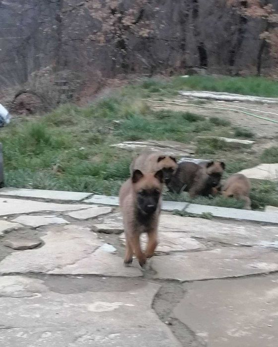 Малки кученца малиноа