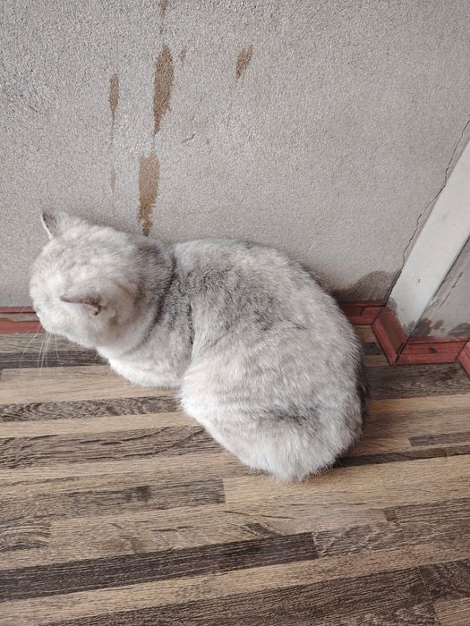 Продаётся котёнок серебристая шиншилла