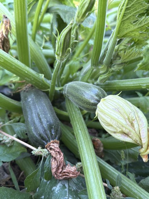 Продам кабачки. Патисоны.