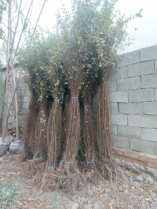 Каталпа Акатсия Yasin Yapon sakurasi Pavlovniya Кайрагоч бор