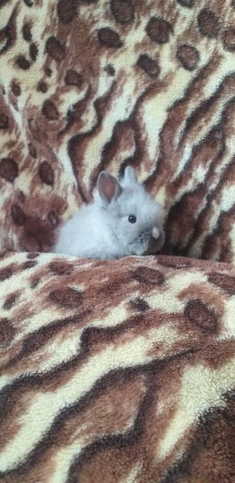 Iepurași pui mici și mari diferite rase mărimi și culori