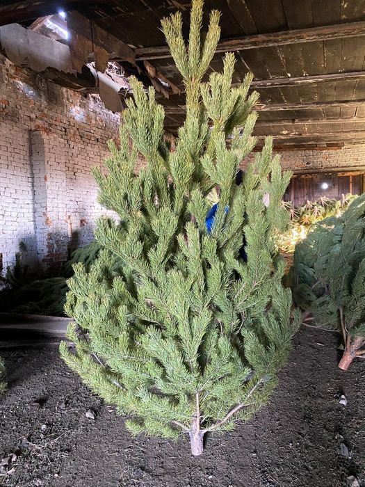 Ёлка сосна новогодняя