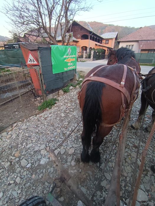 Cal de 4 ani de vânzare
