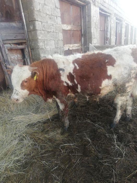 Продам бычков 15 шт