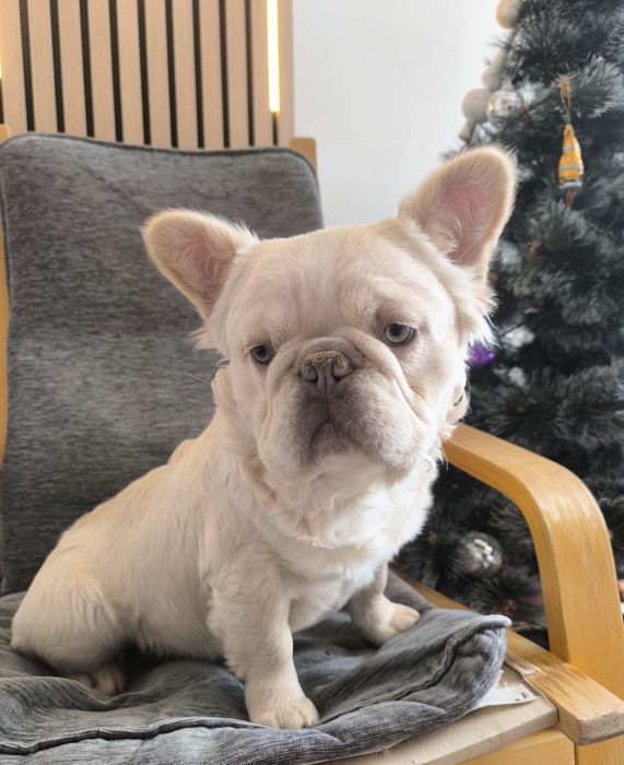 Френски булдог Флуфи