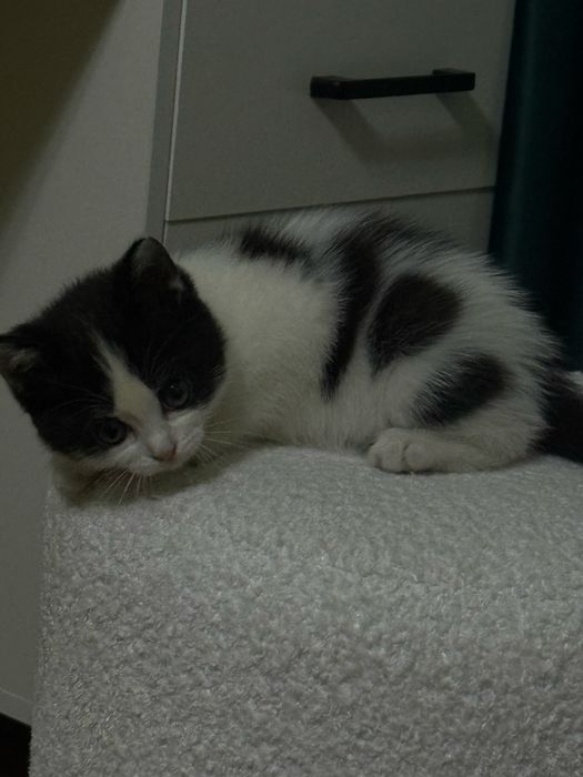 Отдам котенка (девочка) 3 месяца