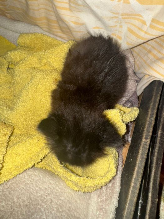 Отдам котят мальчики, девочки в добрые руки