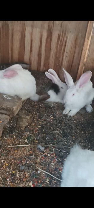 5 oylik quyonlar sotiladi