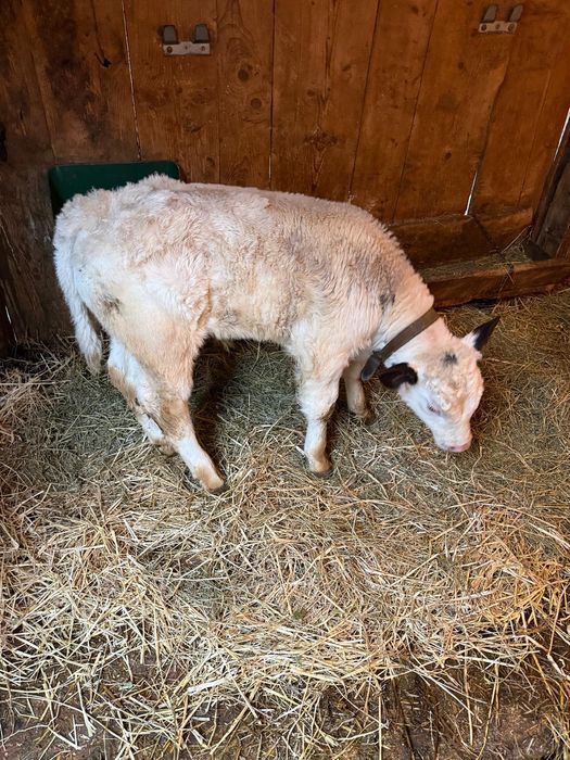 Vand tauras belgian 5 saptamani