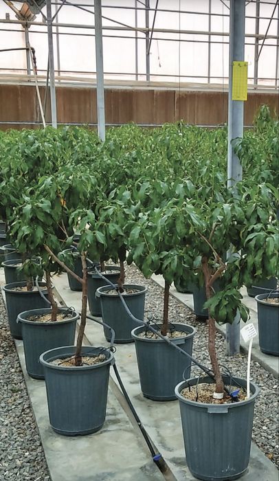 Саженцы фруктовых деревьев