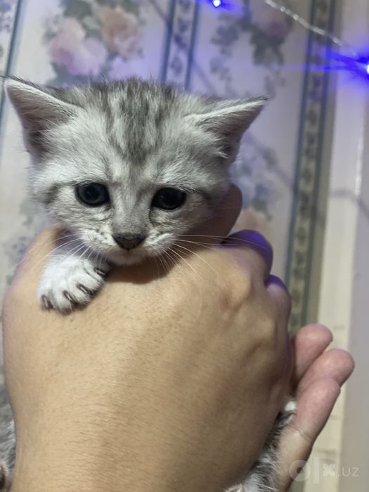 Продается котята