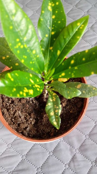 Цвете - стайно -