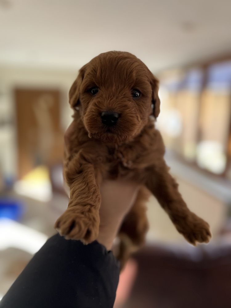 Goldendoodle olx best sale