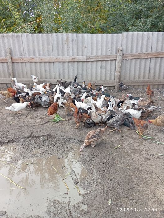 Продам уток и индоуток