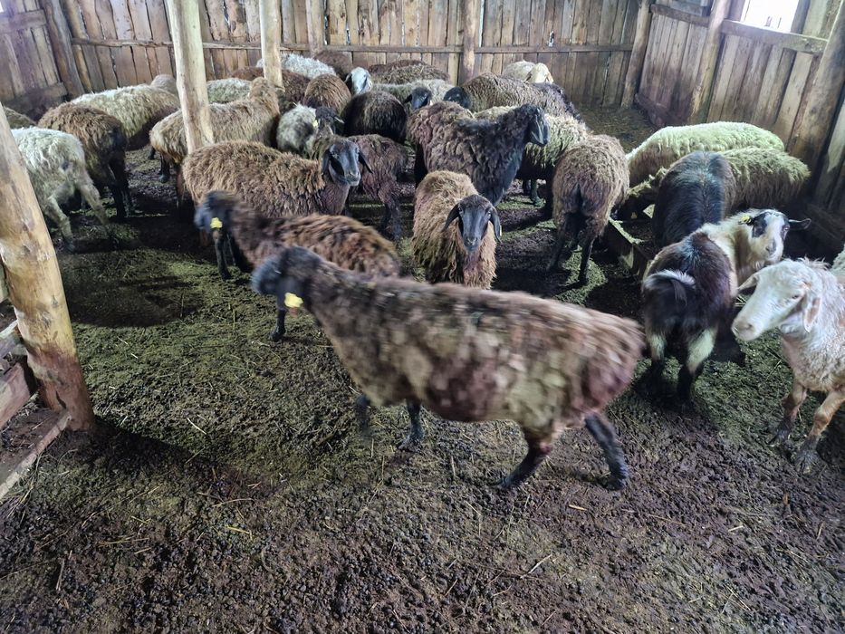 Продаётся бараны