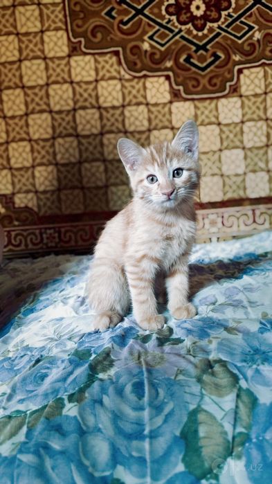 Четыре маленьких сердца ищут дом