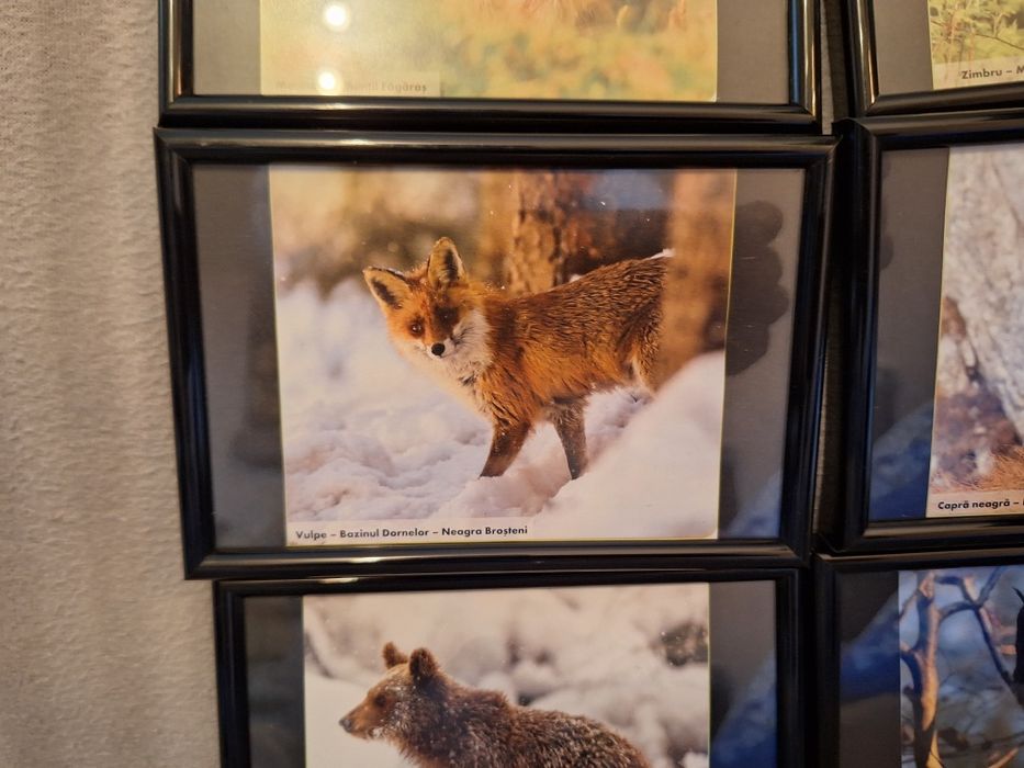 Set 6 tablouri animale 15/10 cm