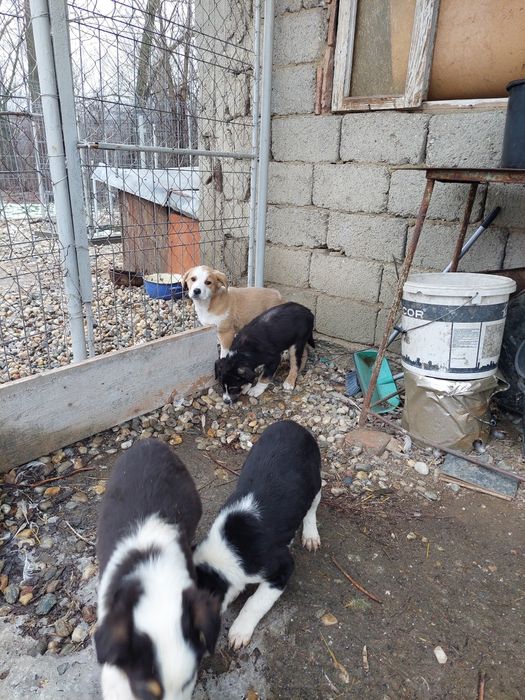 Donez catei/ caini/ catelusi