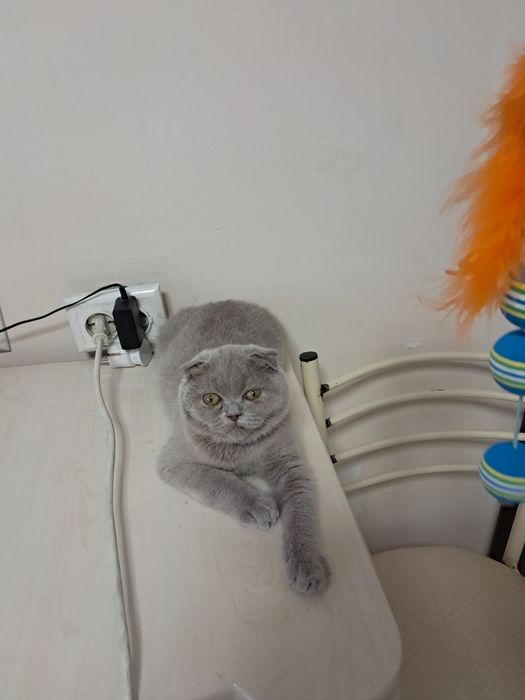 Шотланский скотиш фолд