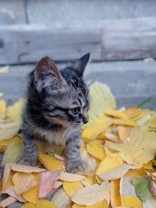 Отдам котят в ответственные руки