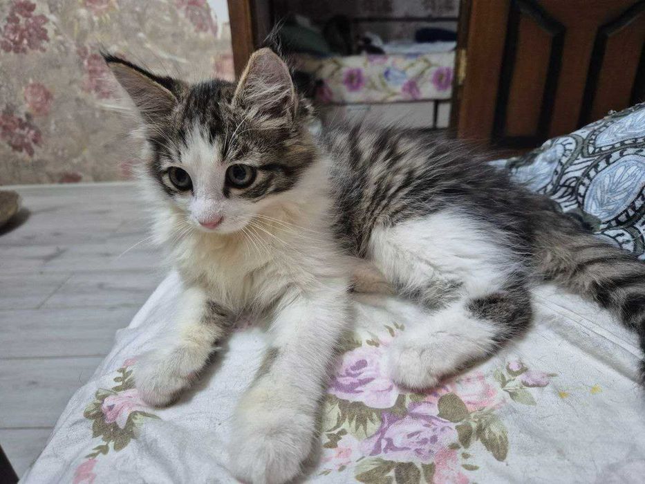 Отдадим в хорошие руки котёнка.
