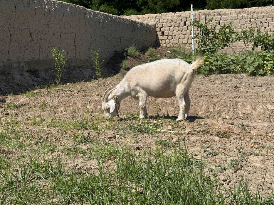 Zotdor Zanen (Zaanen) echkilari va takasi sotiladi! (Sutdor zot)