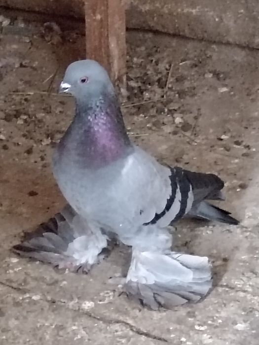 Продам голубей сизых удешок