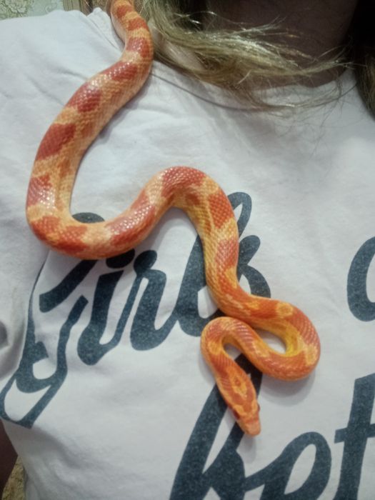Маисовый полоз с террариумом,самец