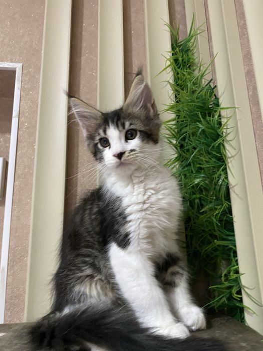 Малыш Мейн кун Wcf в Астане