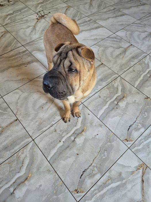 Shar pei drăgălași