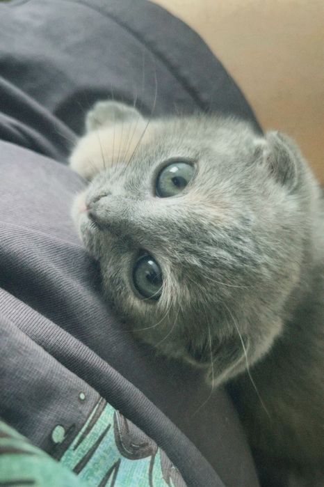 шотландская вислоухая кошка