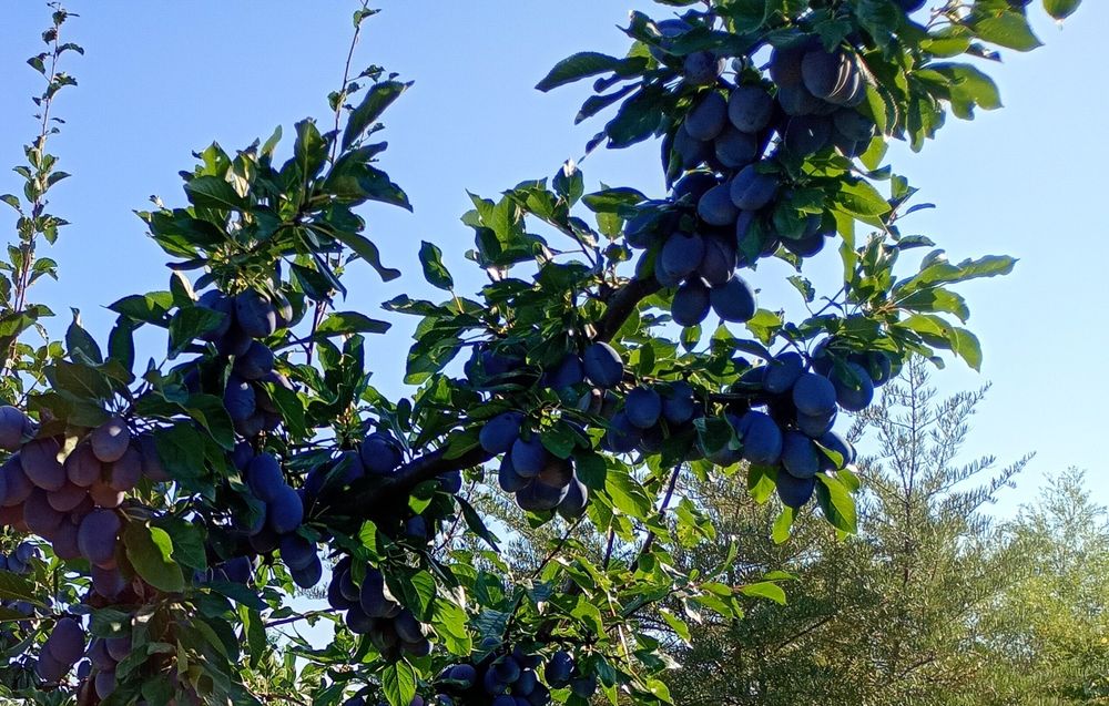 Prune de vânzare