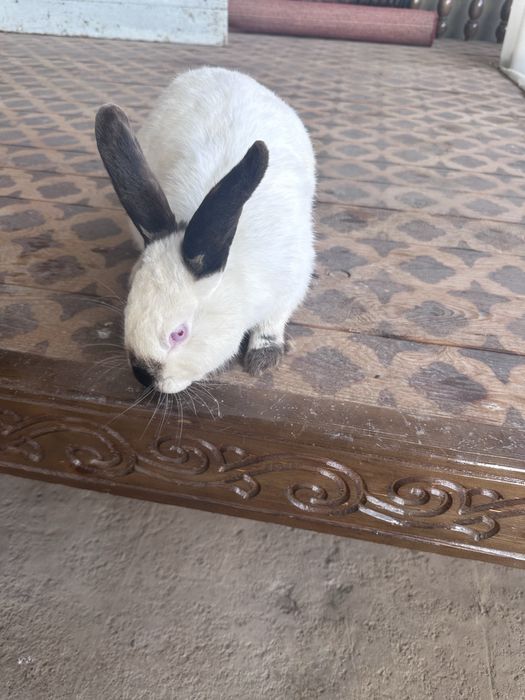 Samka, kaliforniya zot