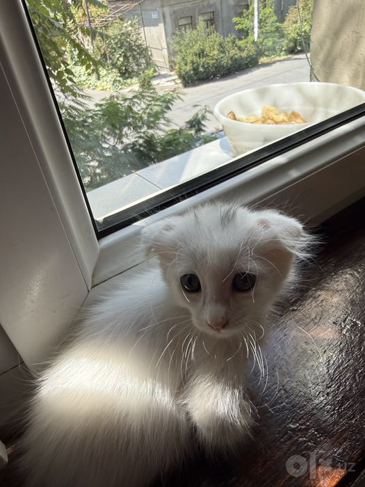 Вислоухие котята