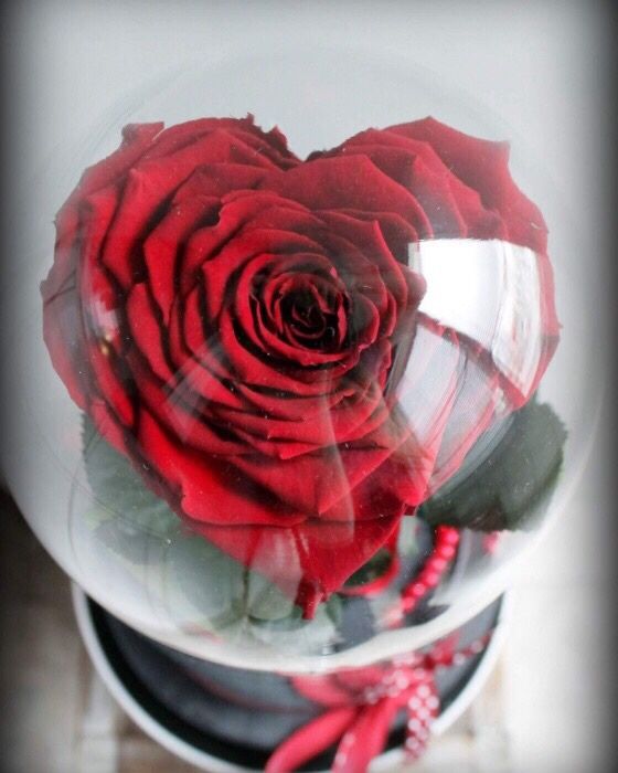 Trandafiri criogenati conservati rezistenti in timp cu o viata lunga