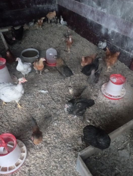 Vînd trei găini americane și un cocoș , găini pui rațe și iepuri