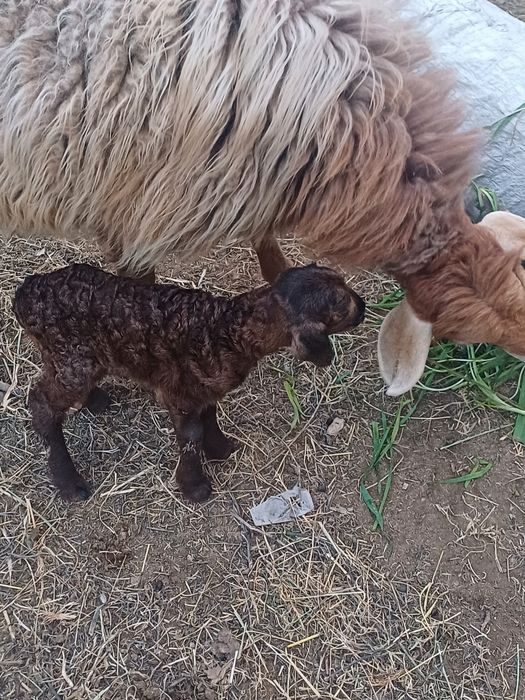 Qõy balasi bilan sotiladi