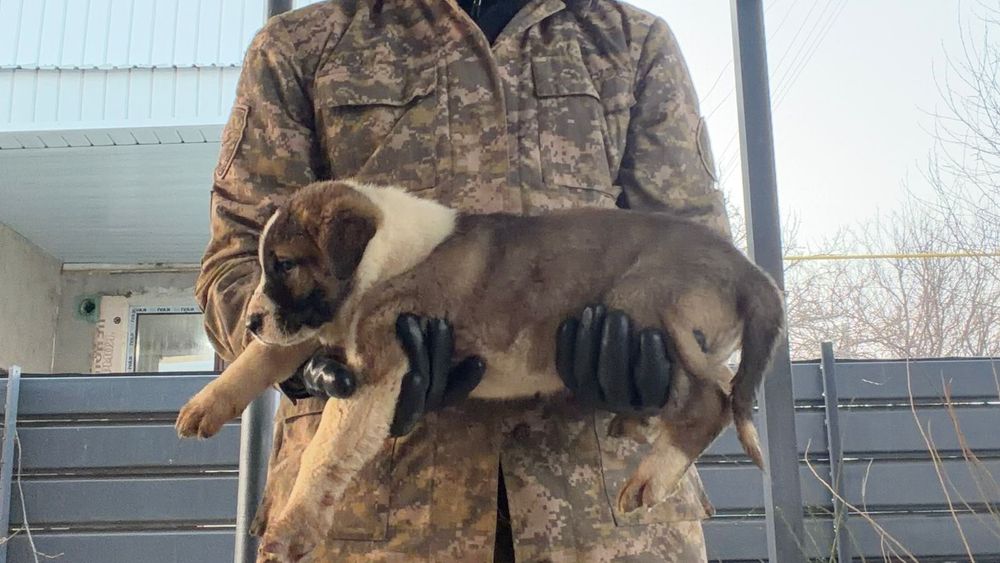 Щенкам 1,5 месяц алабай