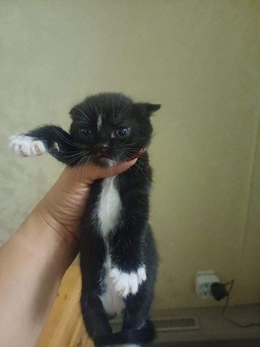 Отдам котят в ХОРОШИЕ РУКИ!