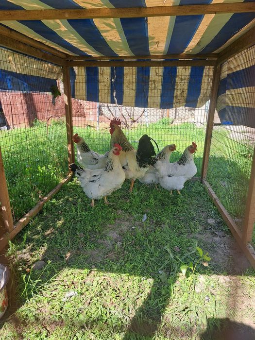 Цыплята Адлер Серебристый