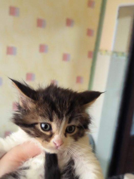 Продам шотландских котят